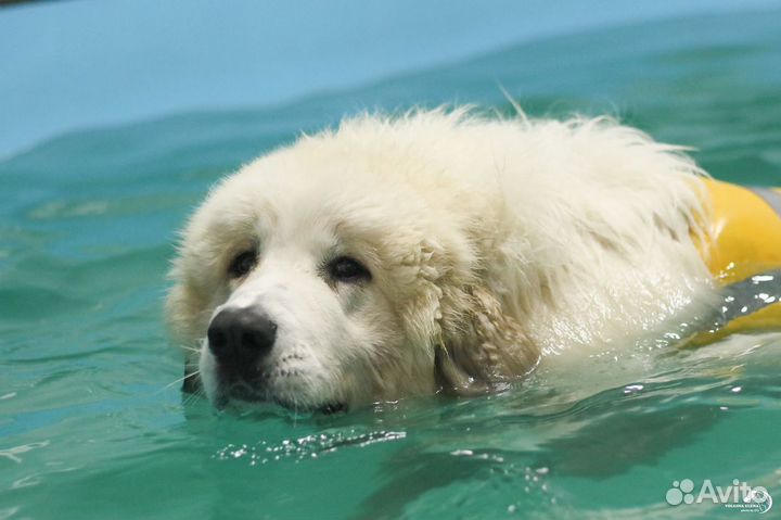 Бассейн для собак. Реабилитация животных