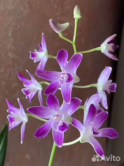 Орхидея Берри Ода ароматная