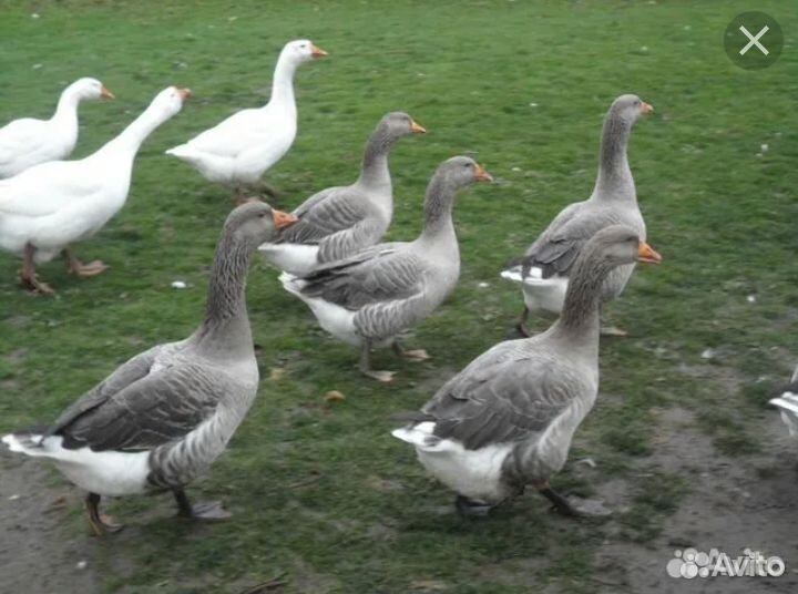 Инкубационное яйцо