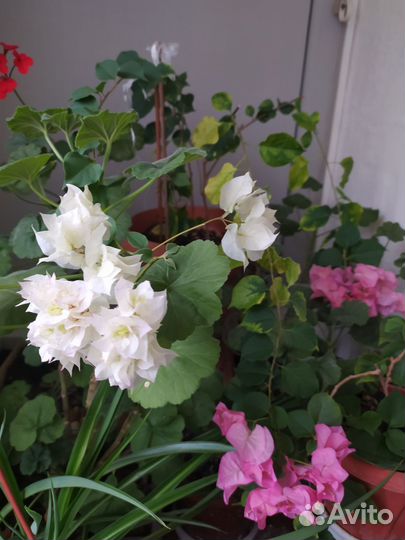 Бугенвиллея