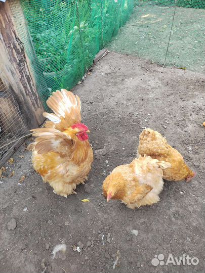 Куры брама кохинхин