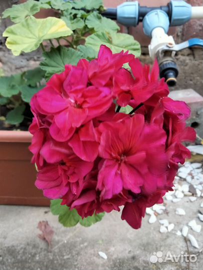 Садовые цветы, розы