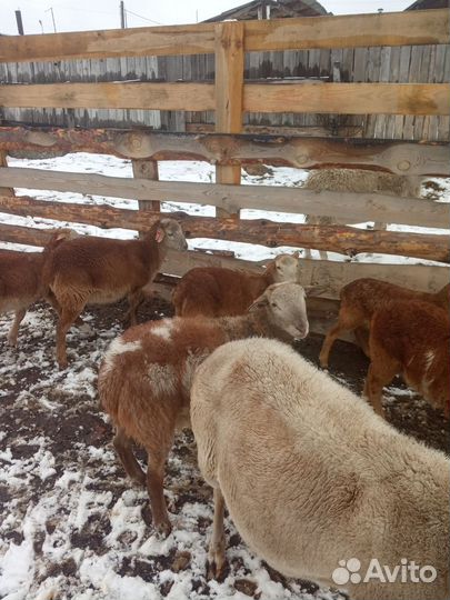 Катумские барашки на племя