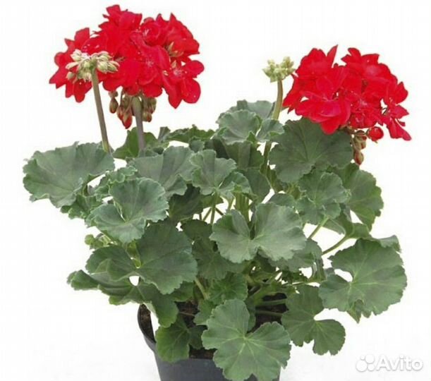 Герань алая, пеларгония