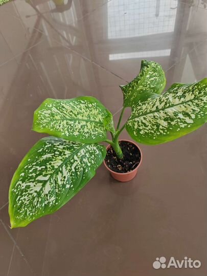 Цветы разные, цены и названия в описании