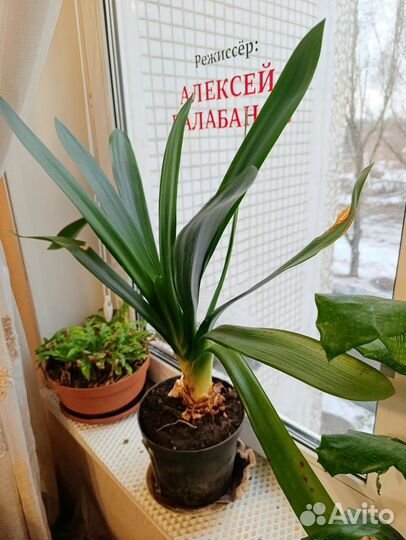 Кливия киноварная