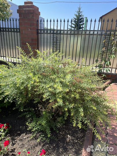 Спирея серая грефшейм