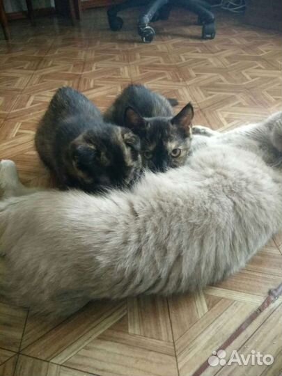 Вислоухие котята