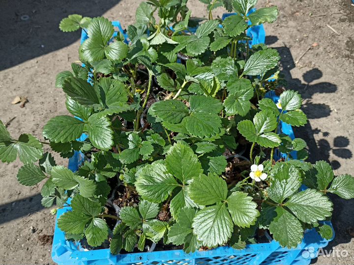 Рассада клубники в стаканчиках