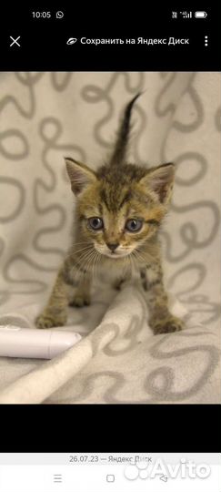 Котята в дар