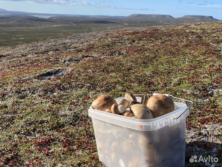 Командорские грибочки с острова Беринга