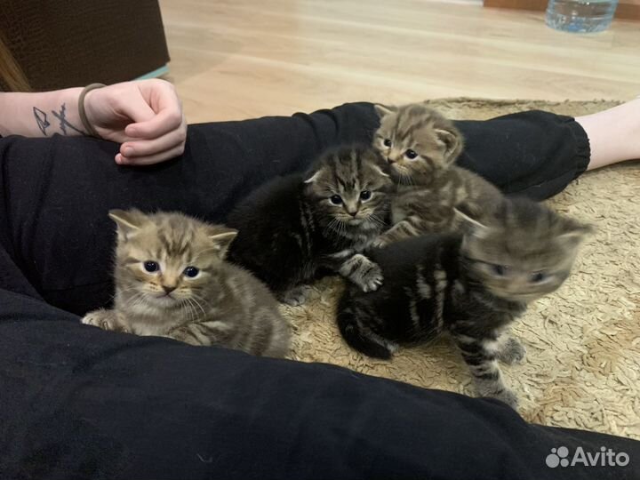 Шотландские котята