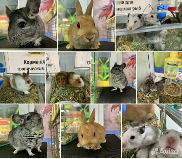 Грызуны декоративные