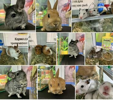 Грызуны декоративные