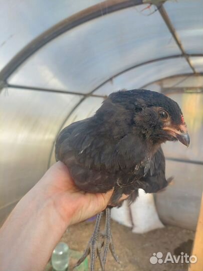 Амераукана