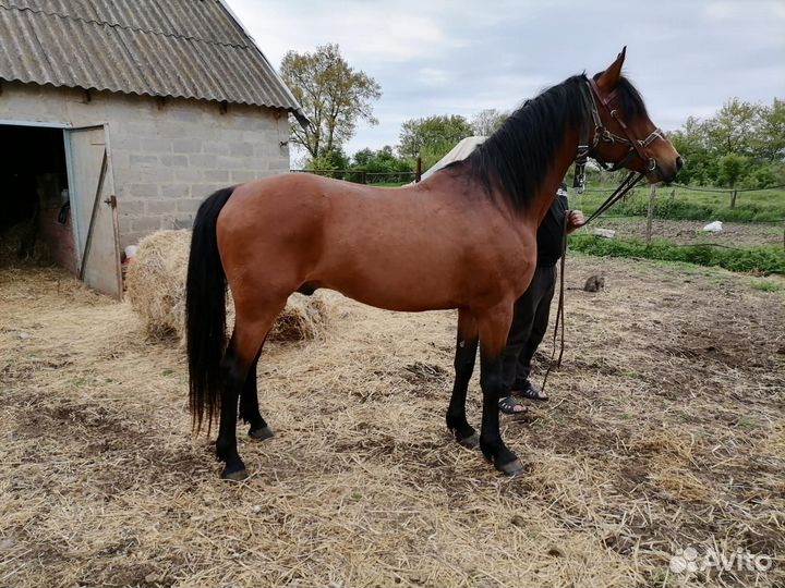 Жеребцы на покрытие