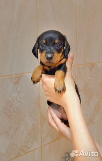 Щенки таксы