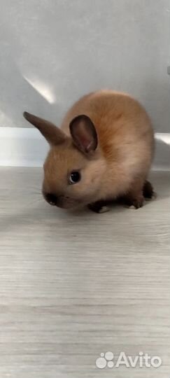 Мини карликовый кролик