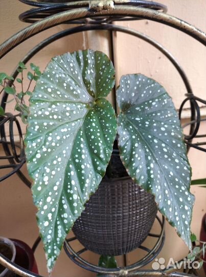 Бегония Крылья ангелов или коралловая