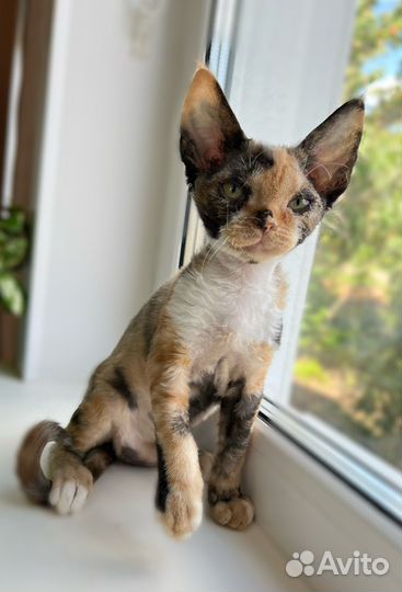 Котята девон-рекс