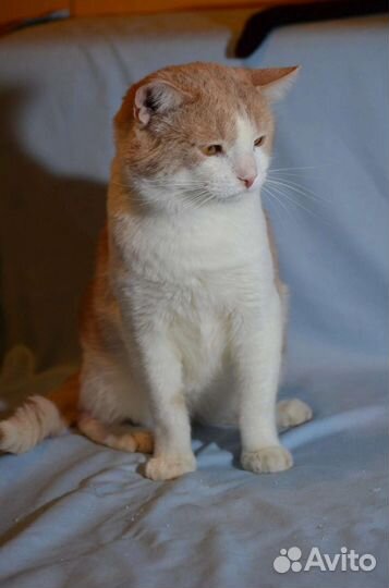 Абрикос ищет дом