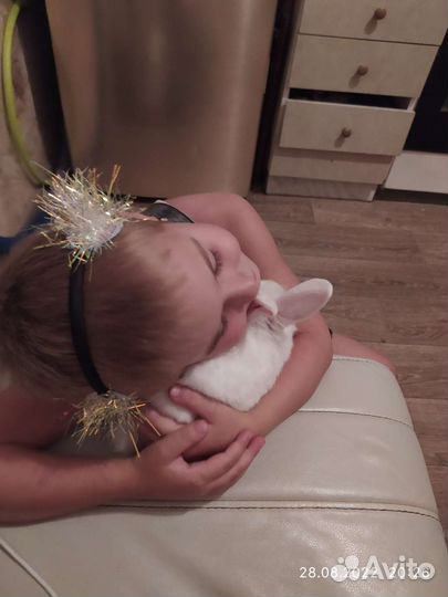 Кролик декоративный