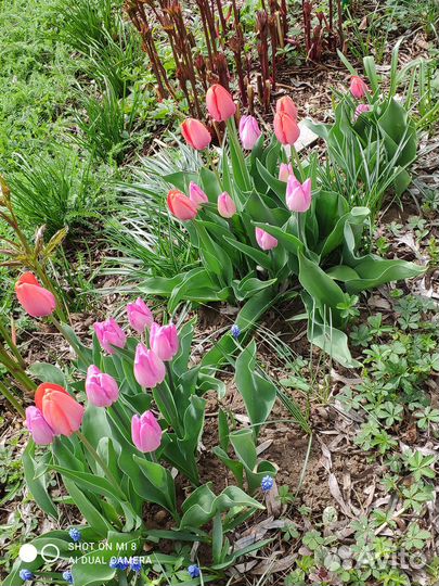 Тюльпаны и другие луковичные растения