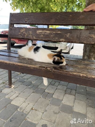 Счастье в дом