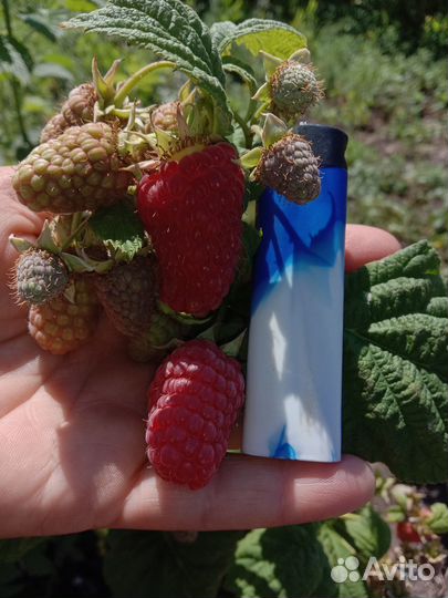 Продаем саженцы малины, смородины и клубники