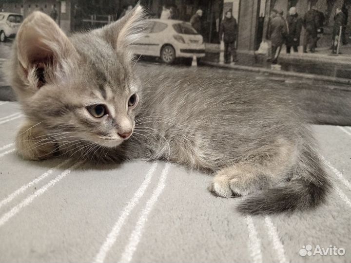 Котята отдам даром