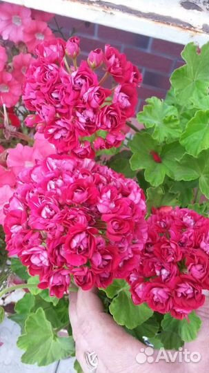 Пеларгония герань