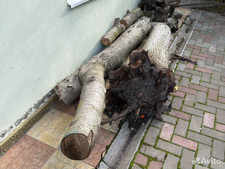 Ствол грецкого ореха