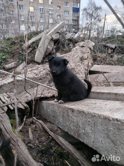 Щенок в добрые руки бесплатно