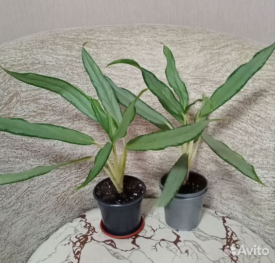 Аглаонема(ч.2)