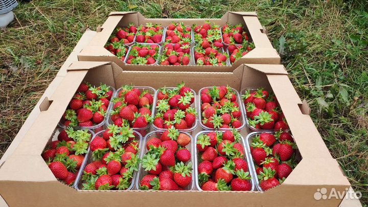 Коробки для ягод и не только