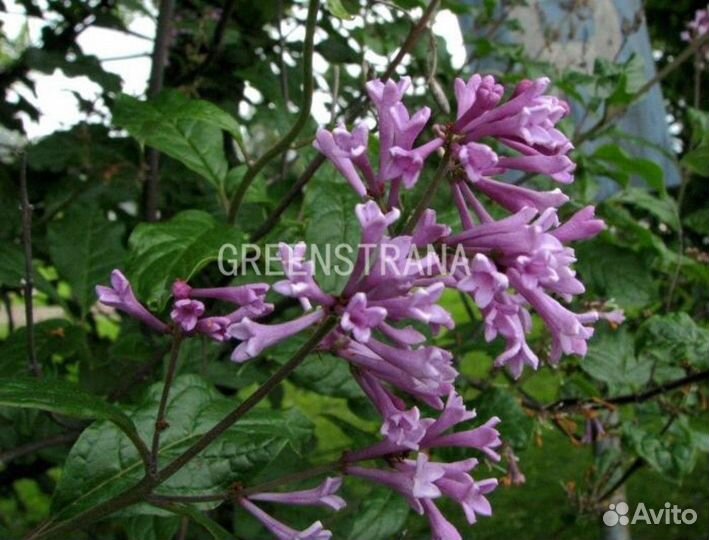 Сирень Венгерская/60-80 см ком