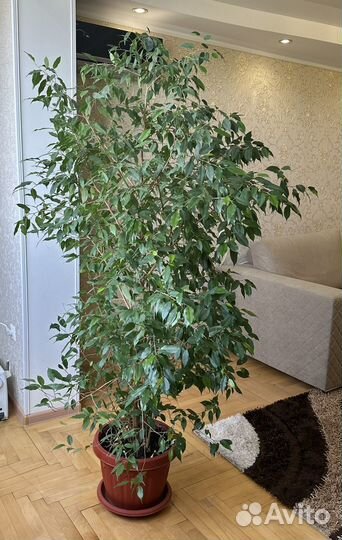 Комнатные растения цветы