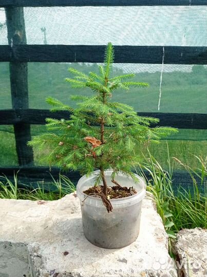 Саженцы ель голубая