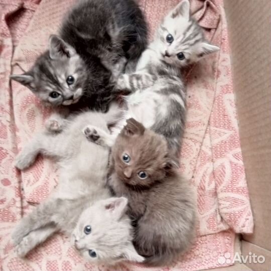 Шотландские котята