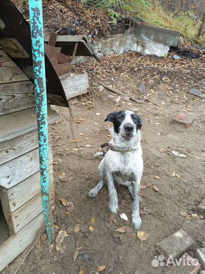 Отдам в добрые руки дратхаар