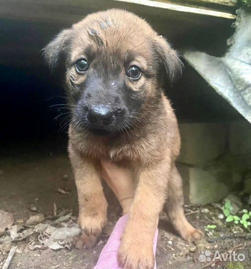 Щенки в добрые руки бесплатно