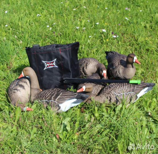 Чучела белолобых гусей Avian X