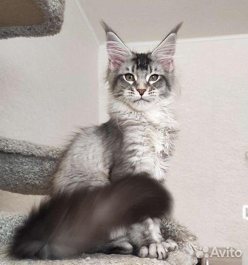 Котята мейн-кун