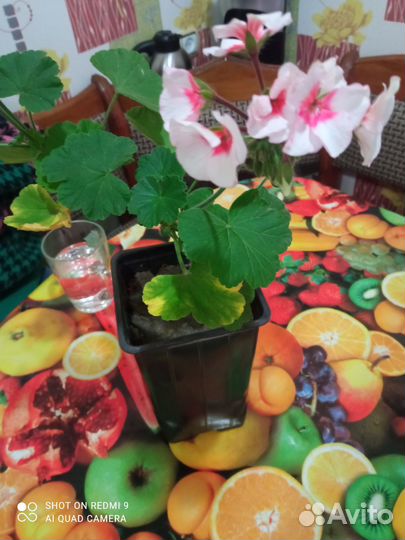 Пеларгония герань