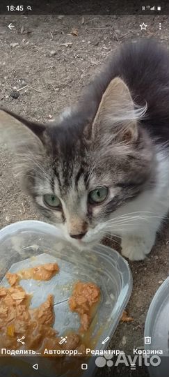 Котенок
