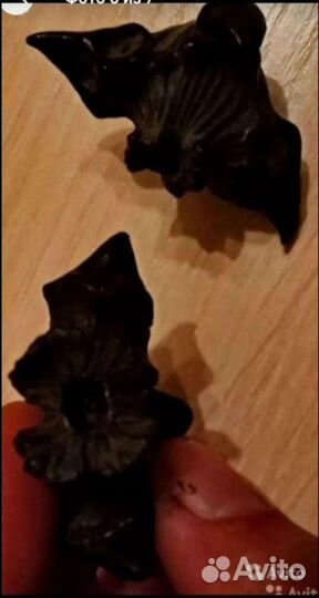 Чилим, чертик, водный орех