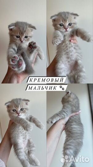 Шотландские вислоухие котята