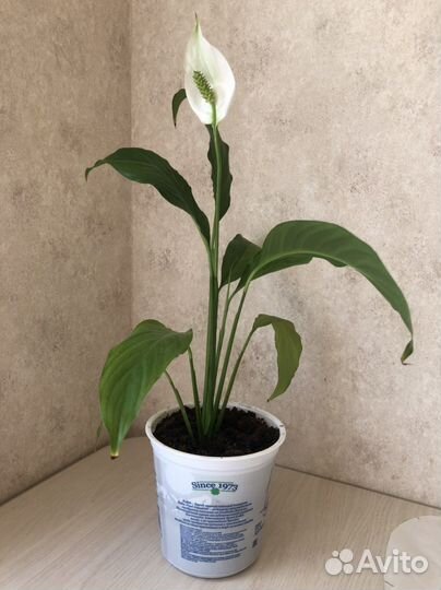 Спатифиллум. Женское счатье. Комнатные цветы