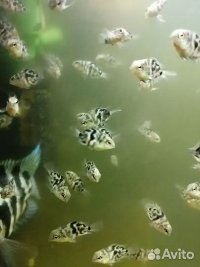 Аквариумные рыбки