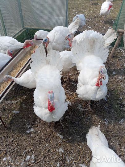 Индюки индейки